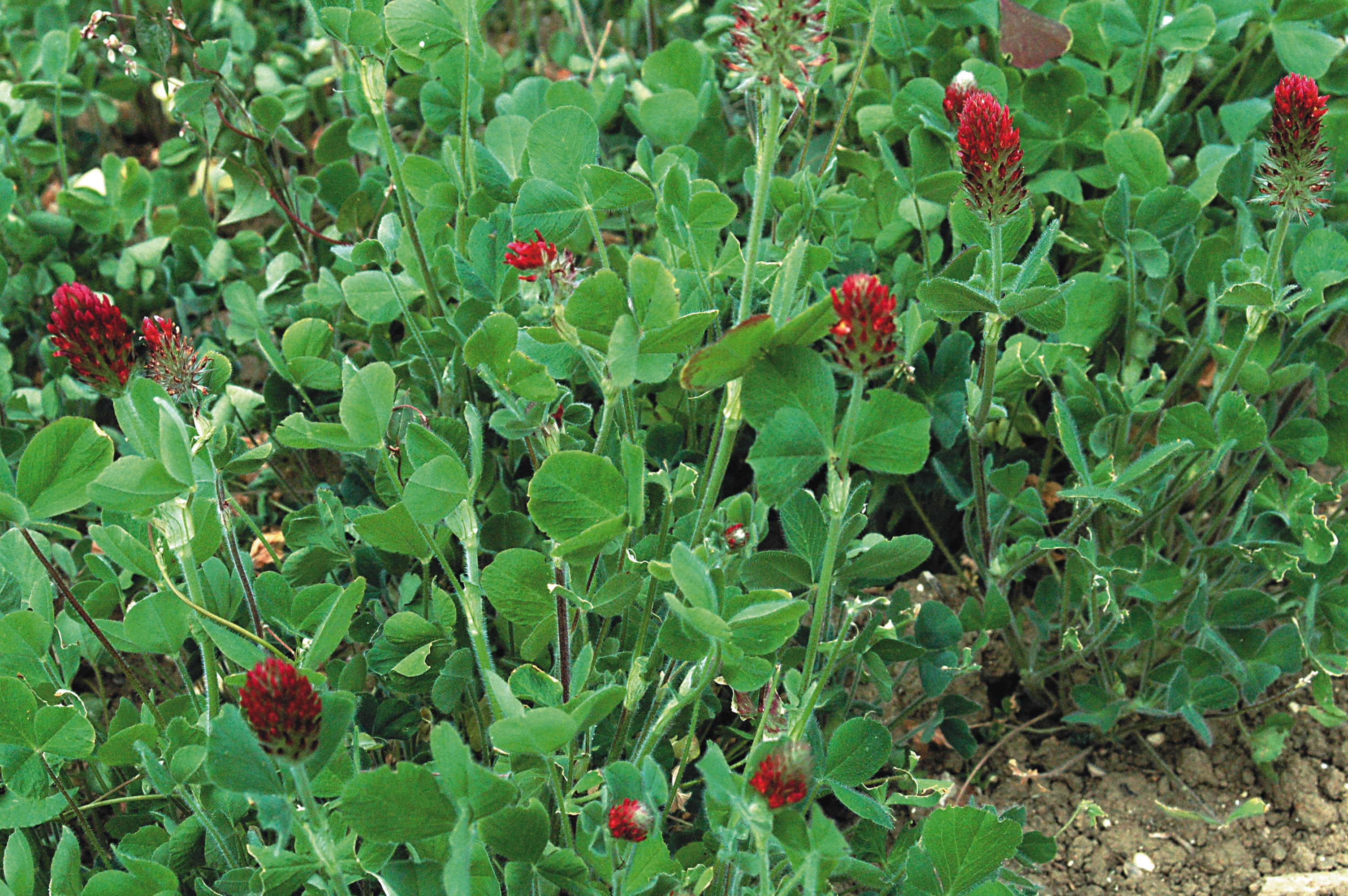 Crimson Clover Seed Mix Pheasants Forever